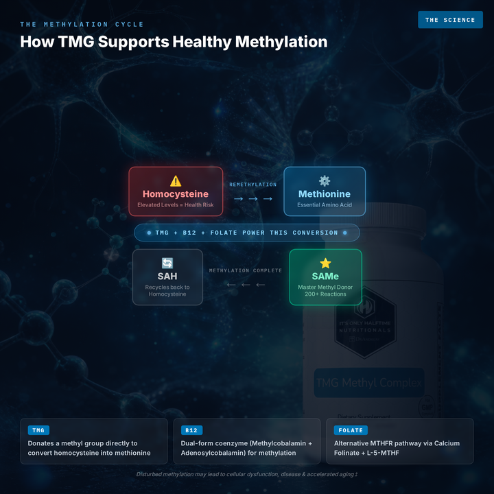 TMG Tri-Methyl Complex for Powerful Methylation Support